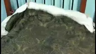 جنس قوي فوري: غابي تفتح ساقيها في منزله